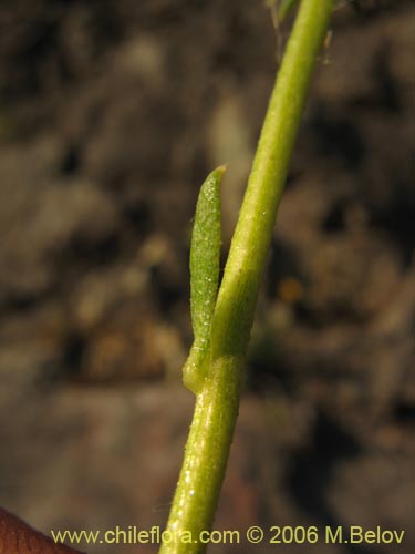 Haploppapus sp. #1550의 사진