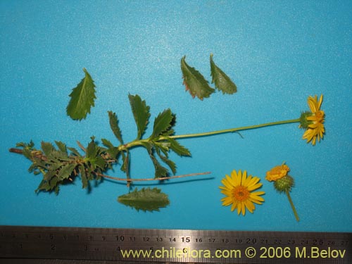 Haploppapus sp. #1550의 사진