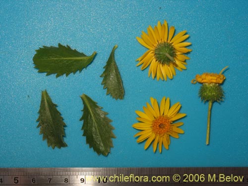 Haploppapus sp. #1550의 사진