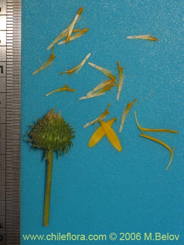 Haploppapus sp. #1550의 사진