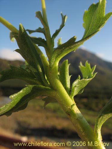 Haploppapus sp. #1550의 사진