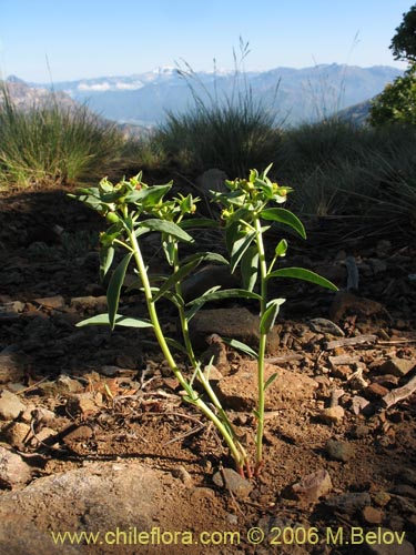 Image of Euphorbia collina (Pichoga). Click to enlarge parts of image.