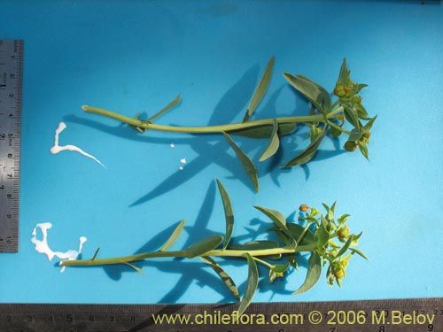 Image of Euphorbia collina (Pichoga). Click to enlarge parts of image.
