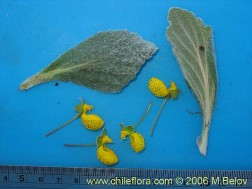 Calceolaria corymbosa ssp. floccosa的照片