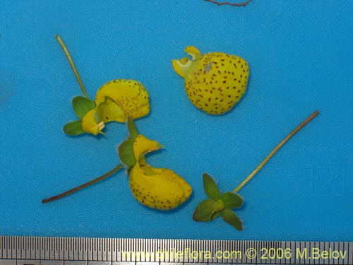 Calceolaria corymbosa ssp. floccosa的照片