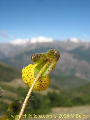 Calceolaria corymbosa ssp. floccosa的照片