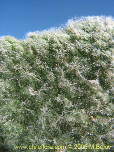 Calceolaria corymbosa ssp. floccosa的照片