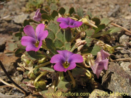 Image of Viola sp. #1551 (). Click to enlarge parts of image.