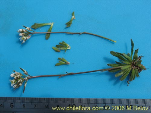 Weberbauera chillanensis의 사진