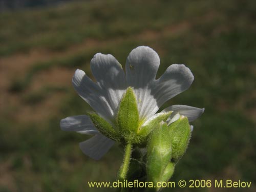 Image of Cerastium arvense (Cuernecita). Click to enlarge parts of image.