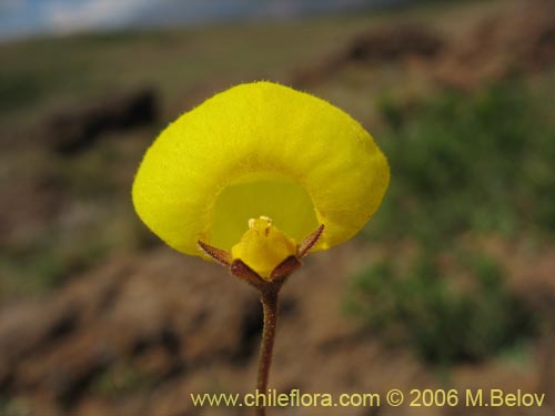 Image of Calceolaria filicaulis ssp. filicaulis (Capachito de las vegas / Arguenita). Click to enlarge parts of image.