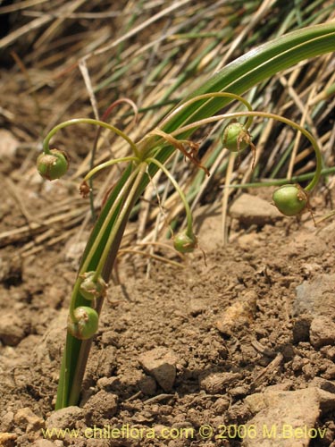 Image of Solaria brevicoalita (). Click to enlarge parts of image.