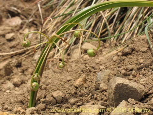 Image of Solaria brevicoalita (). Click to enlarge parts of image.