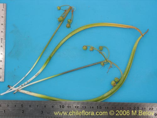 Image of Solaria brevicoalita (). Click to enlarge parts of image.