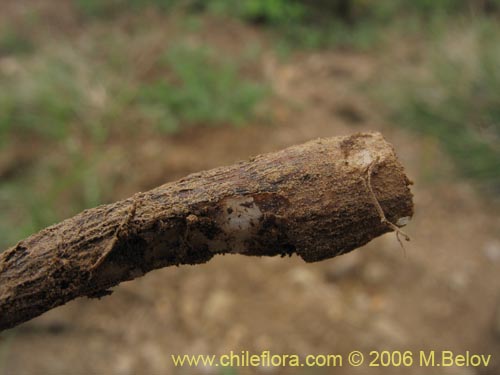 Image of Solaria brevicoalita (). Click to enlarge parts of image.