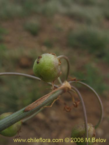 Image of Solaria brevicoalita (). Click to enlarge parts of image.