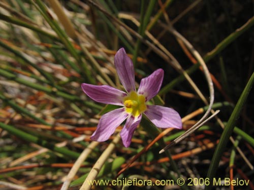 Image of Solenomelus segethii (Clavelillo azul). Click to enlarge parts of image.
