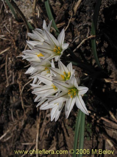 Image of Tristagma sp. #1267 (). Click to enlarge parts of image.