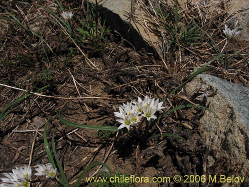 Image of Tristagma sp. #1267 (). Click to enlarge parts of image.