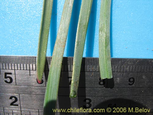 Image of Tristagma sp. #1267 (). Click to enlarge parts of image.