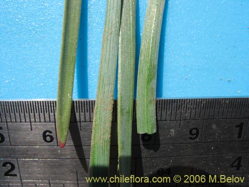 Image of Tristagma sp. #1267 (). Click to enlarge parts of image.