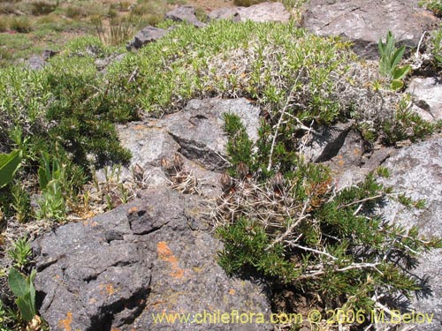 Image of Austrocactus philippii (Hiberno). Click to enlarge parts of image.