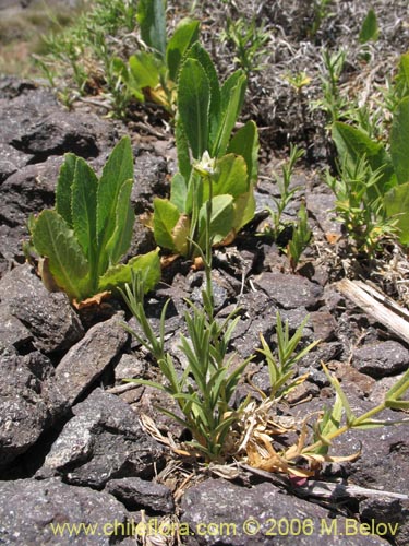 Image of Austrocactus philippii (Hiberno). Click to enlarge parts of image.
