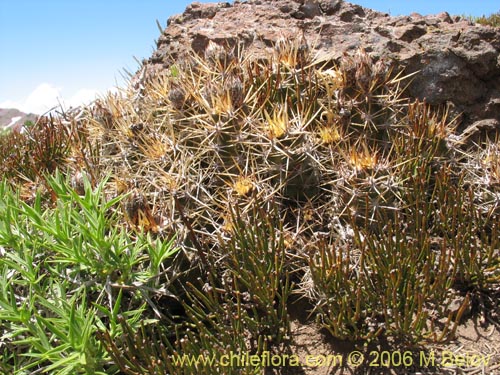 Image of Austrocactus philippii (Hiberno). Click to enlarge parts of image.