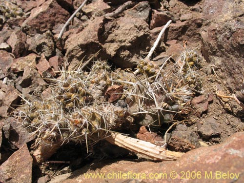 Image of Austrocactus philippii (Hiberno). Click to enlarge parts of image.