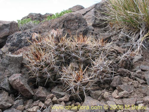 Image of Austrocactus philippii (Hiberno). Click to enlarge parts of image.