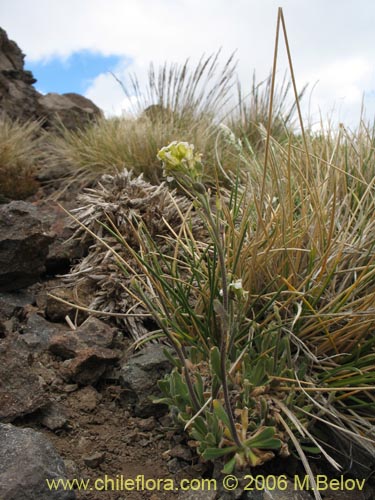 Image of Draba gilliesii (). Click to enlarge parts of image.
