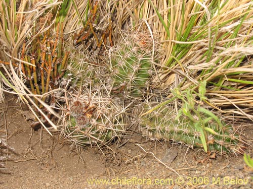 Image of Austrocactus philippii (Hiberno). Click to enlarge parts of image.