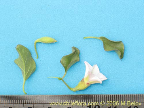 Bild von Convolvulus demissus (). Klicken Sie, um den Ausschnitt zu vergrössern.