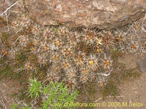 Image of Austrocactus philippii (Hiberno). Click to enlarge parts of image.