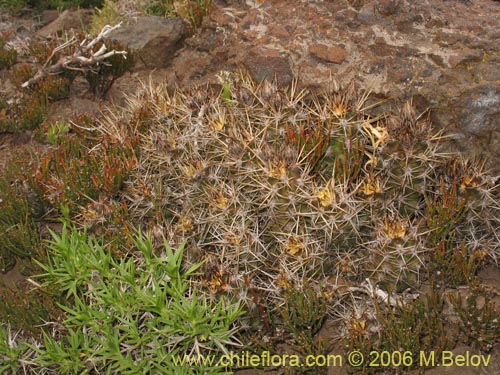 Image of Austrocactus philippii (Hiberno). Click to enlarge parts of image.