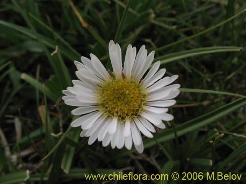 Image of Erigeron leptopetalus (). Click to enlarge parts of image.