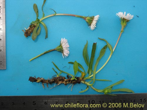 Image of Erigeron leptopetalus (). Click to enlarge parts of image.
