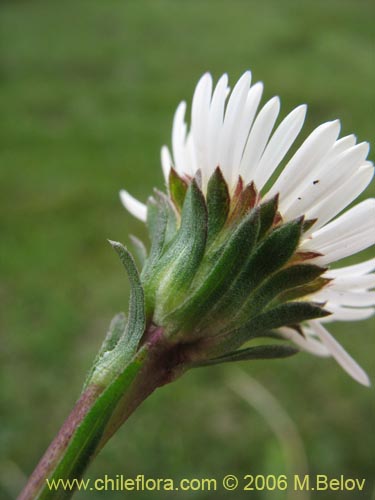 Image of Erigeron leptopetalus (). Click to enlarge parts of image.