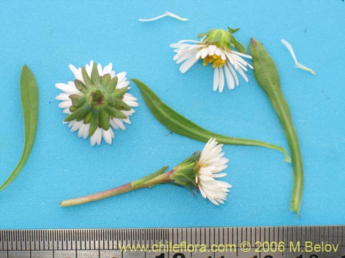 Image of Erigeron leptopetalus (). Click to enlarge parts of image.