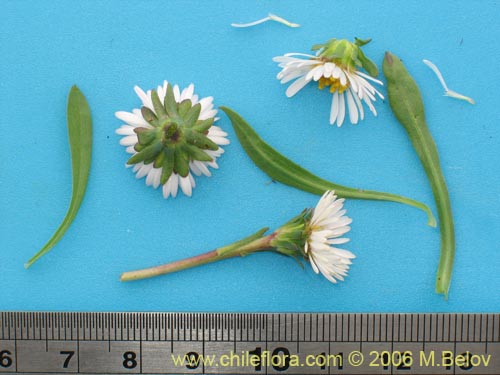 Image of Erigeron leptopetalus (). Click to enlarge parts of image.