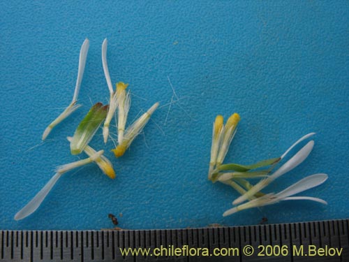 Imágen de Erigeron leptopetalus (). Haga un clic para aumentar parte de imágen.