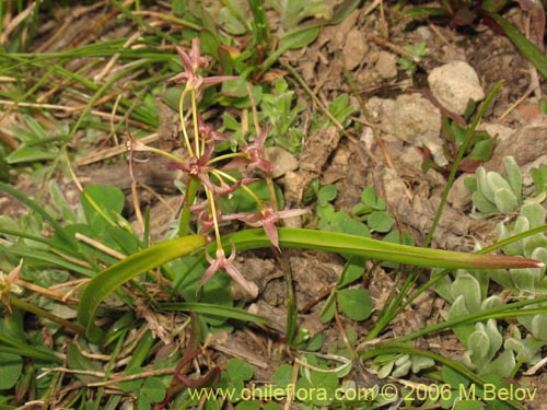 Image of Solaria brevicoalita (). Click to enlarge parts of image.