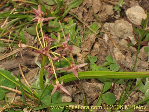 Image of Solaria brevicoalita (). Click to enlarge parts of image.