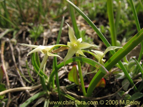 Image of Solaria brevicoalita (). Click to enlarge parts of image.