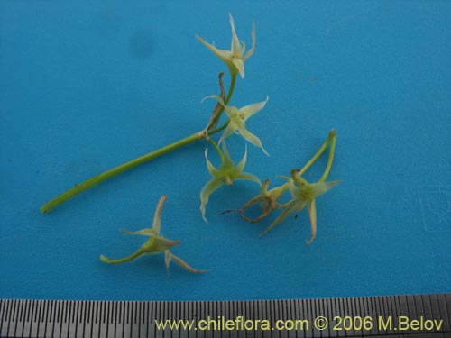 Image of Solaria brevicoalita (). Click to enlarge parts of image.