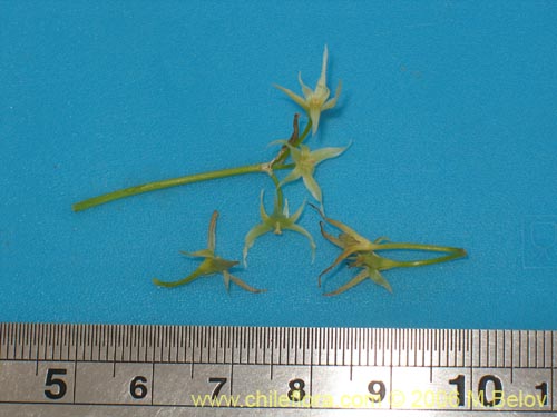 Image of Solaria brevicoalita (). Click to enlarge parts of image.