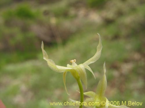 Image of Solaria brevicoalita (). Click to enlarge parts of image.