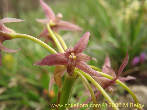 Image of Solaria brevicoalita (). Click to enlarge parts of image.