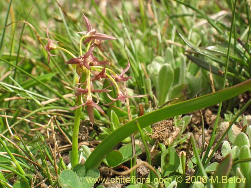 Image of Solaria brevicoalita (). Click to enlarge parts of image.