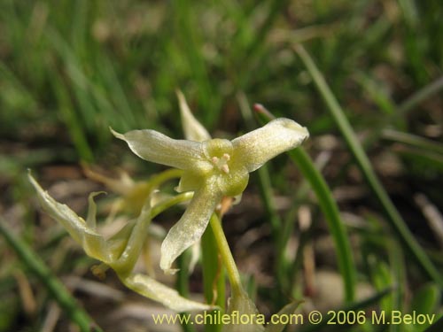 Image of Solaria brevicoalita (). Click to enlarge parts of image.